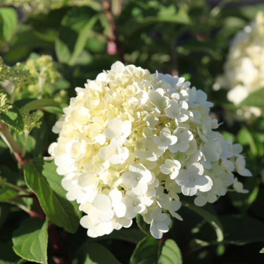Hydrangea paniculata Bobo - Dwergpluimhortensia