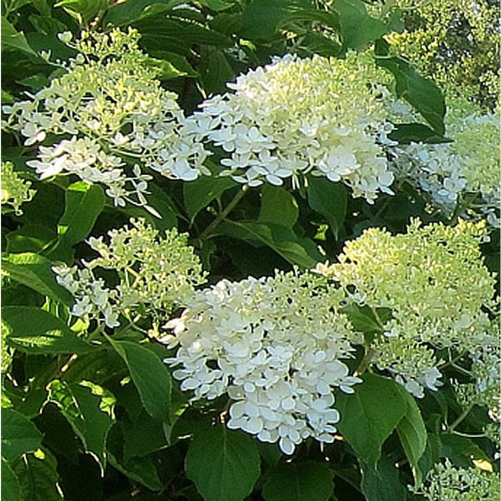 Hydrangea paniculata Bombshell - Pluimhortensia