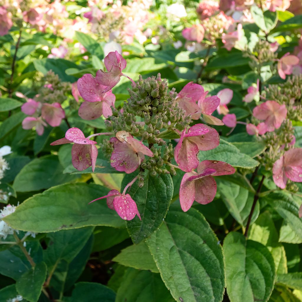 Hydrangea paniculata Bombshell - Pluimhortensia