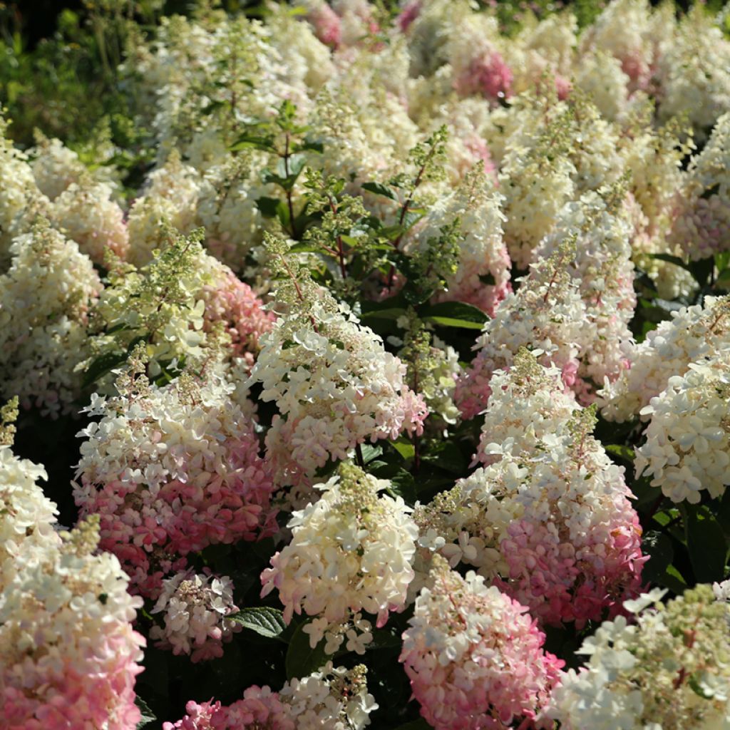 Hydrangea paniculata Candlelight - Pluimhortensia