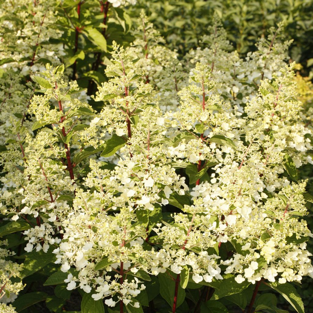 Hydrangea paniculata Candlelight - Pluimhortensia