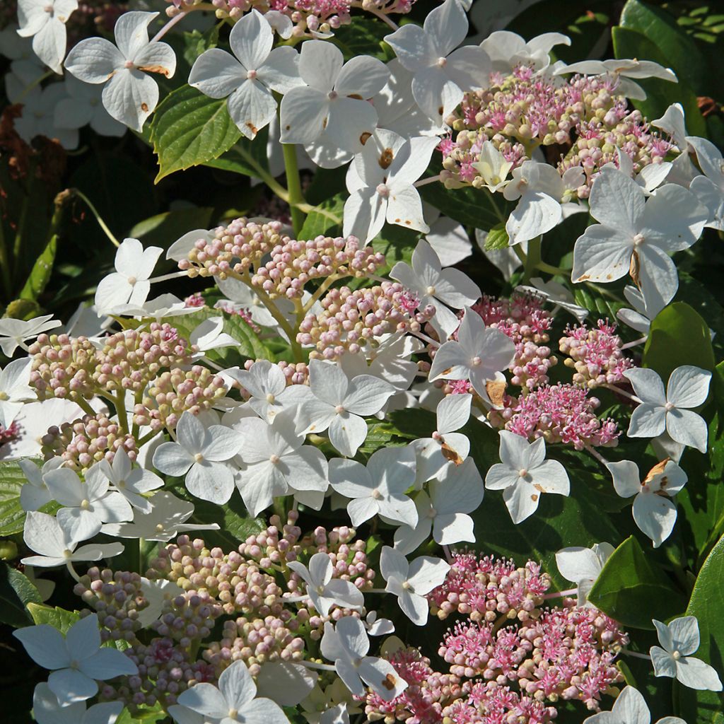 Hydrangea paniculata Confetti - Pluimhortensia