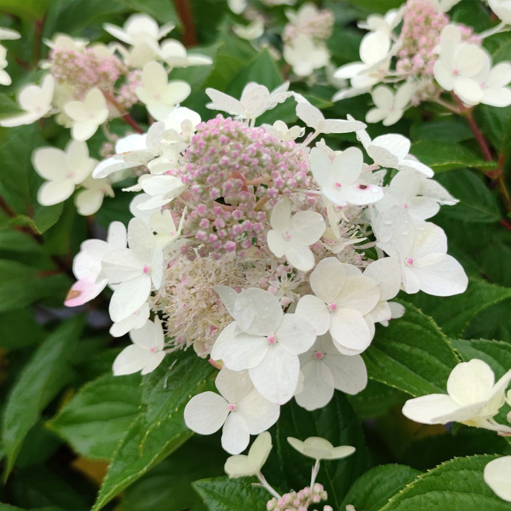 Hydrangea paniculata Confetti - Pluimhortensia