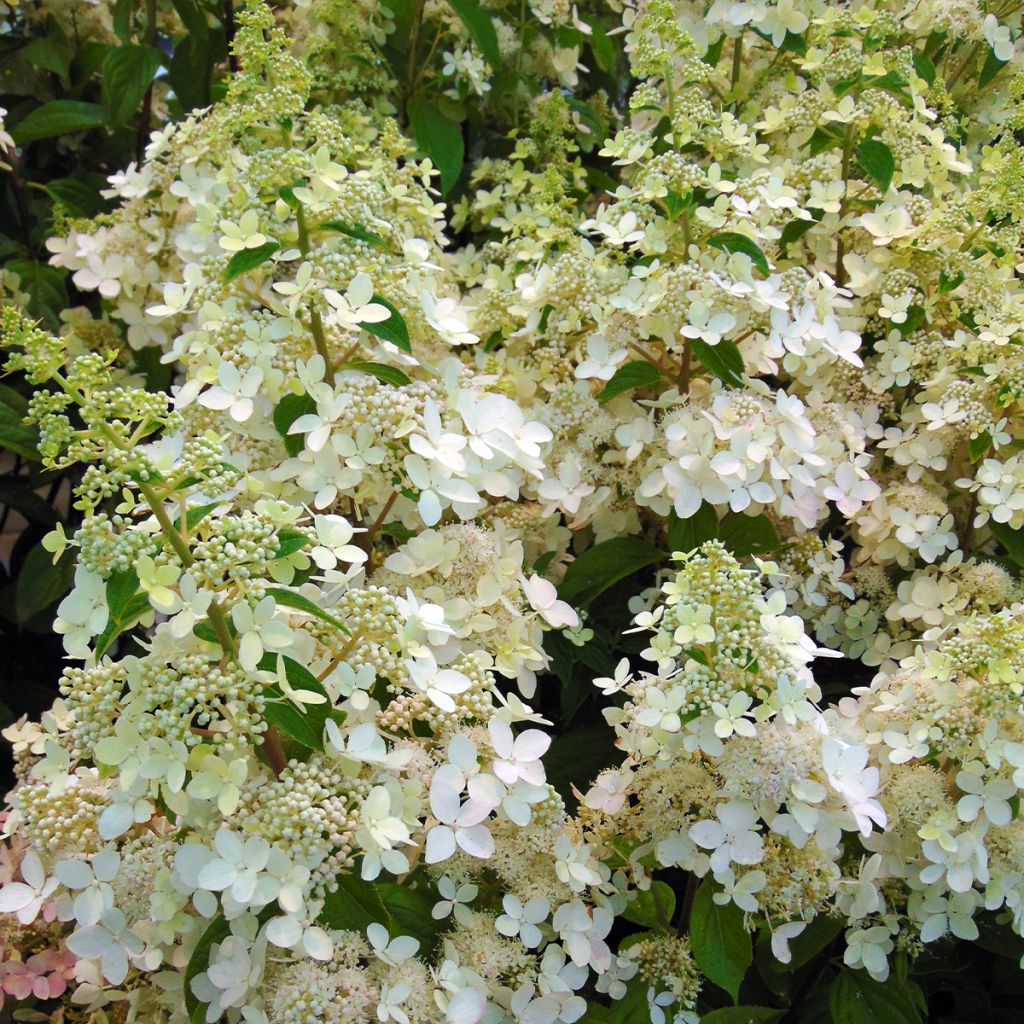 Hydrangea paniculata Confetti - Pluimhortensia