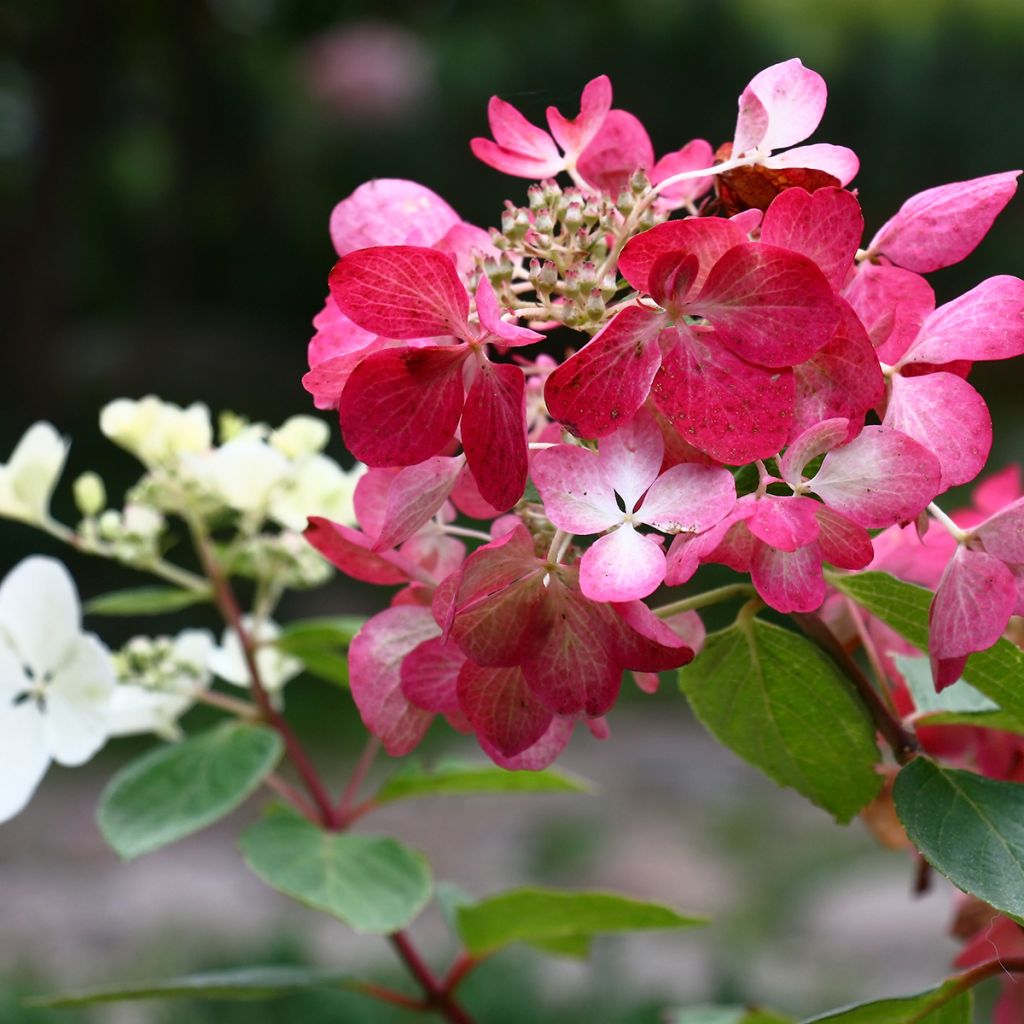 Hydrangea paniculata Diamant Rouge - Pluimhortensia
