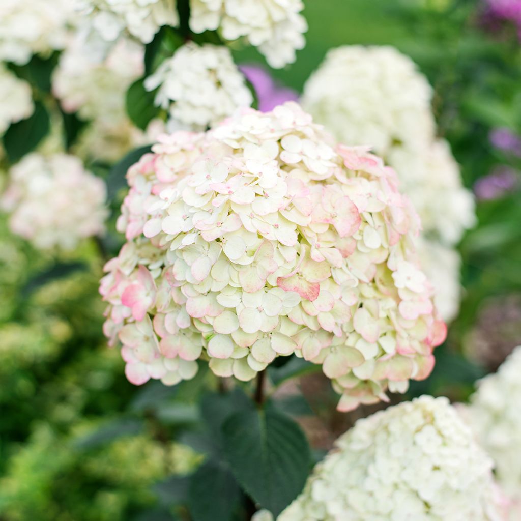 Hydrangea paniculata Framboisine - pluimhortensia