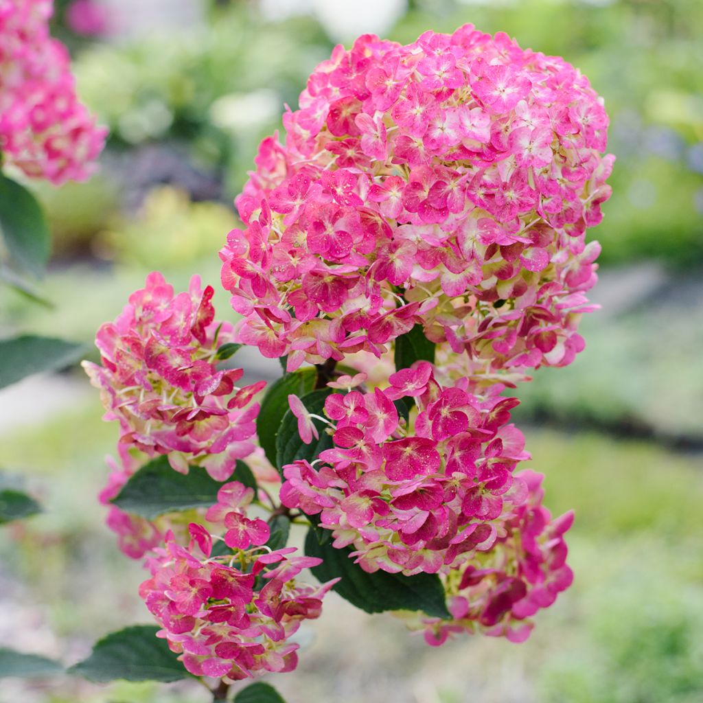 Hydrangea paniculata Framboisine - pluimhortensia
