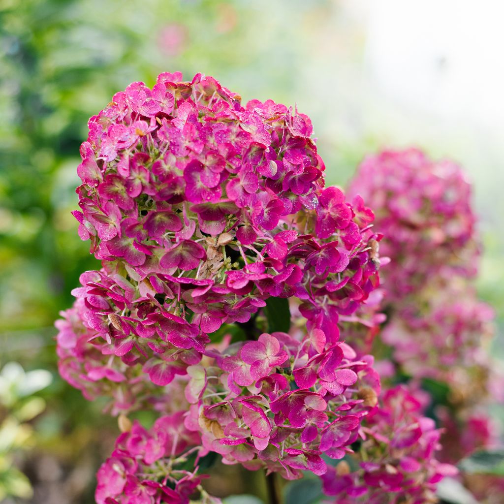 Hydrangea paniculata Framboisine - pluimhortensia