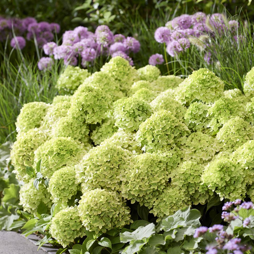 Hydrangea paniculata Groundbreaker Greeny - Dwergpluimhortensia