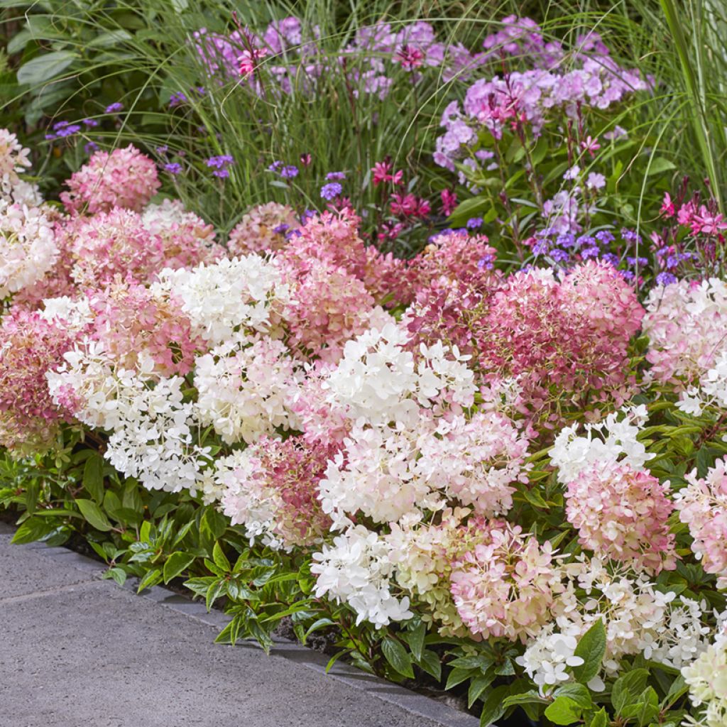 Hydrangea paniculata Groundbreaker Blush - Dwergpluimhortensia