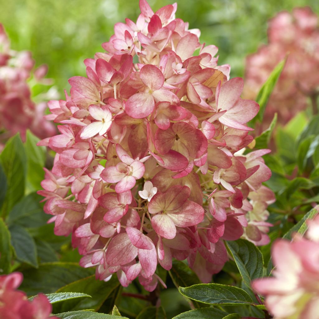 Hydrangea paniculata Groundbreaker Blush - Dwergpluimhortensia