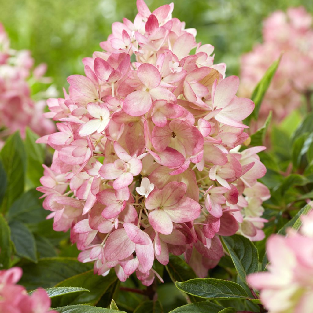 Hydrangea paniculata Groundbreaker Blush - Dwergpluimhortensia