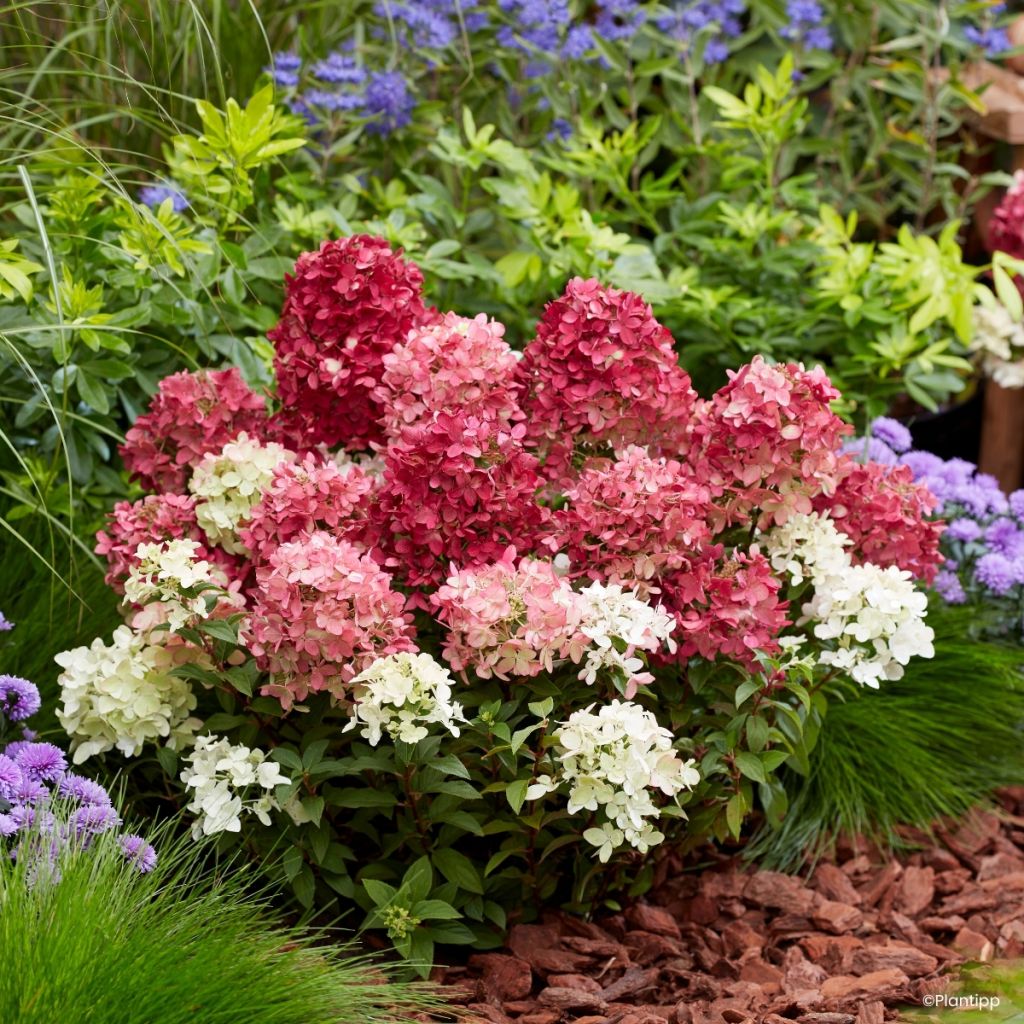 Hydrangea paniculata Groundbreaker Ruby - Dwergpluimhortensia
