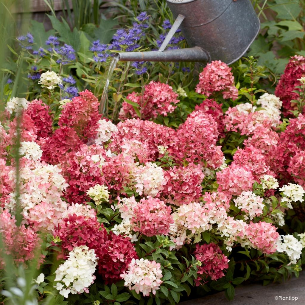 Hydrangea paniculata Groundbreaker Ruby - Dwergpluimhortensia