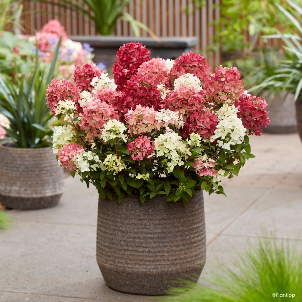 Hydrangea paniculata Groundbreaker Ruby - Dwergpluimhortensia