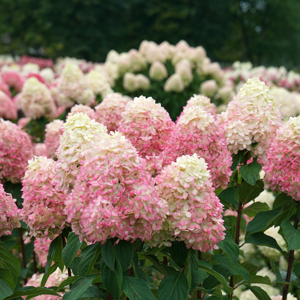 Hydrangea paniculata Limelight Prime - Pluimhortensia