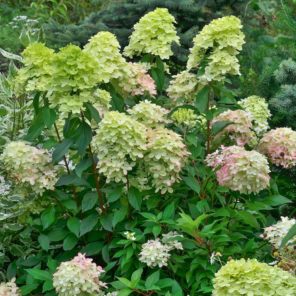 Hydrangea paniculata Little Lime - Dwergpluimhortensia