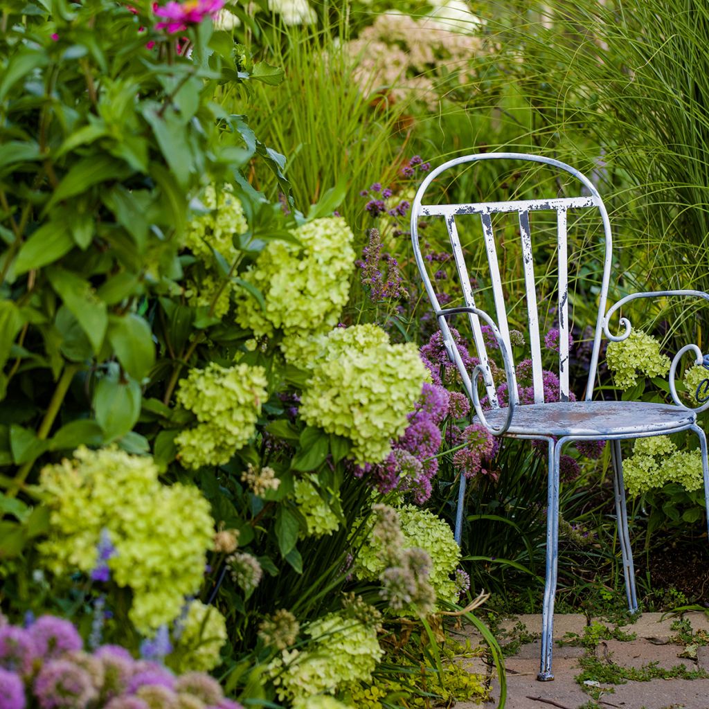 Hydrangea paniculata Little Lime - Dwergpluimhortensia