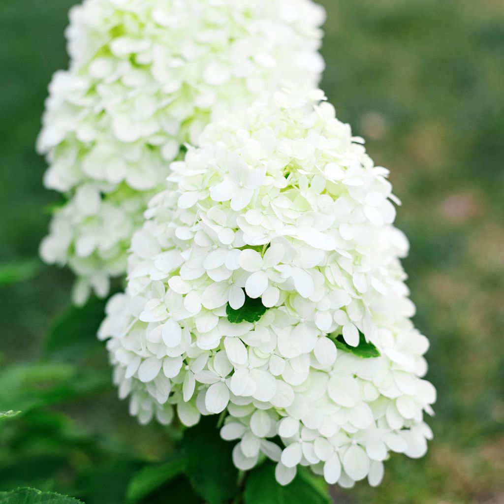 Hydrangea paniculata Little Spooky - Dwergpluimhortensia