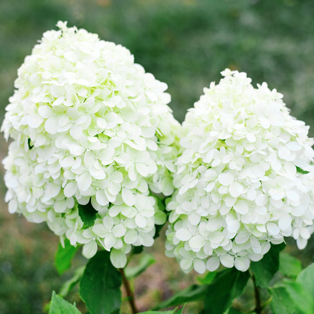 Hydrangea paniculata Little Spooky - Dwergpluimhortensia