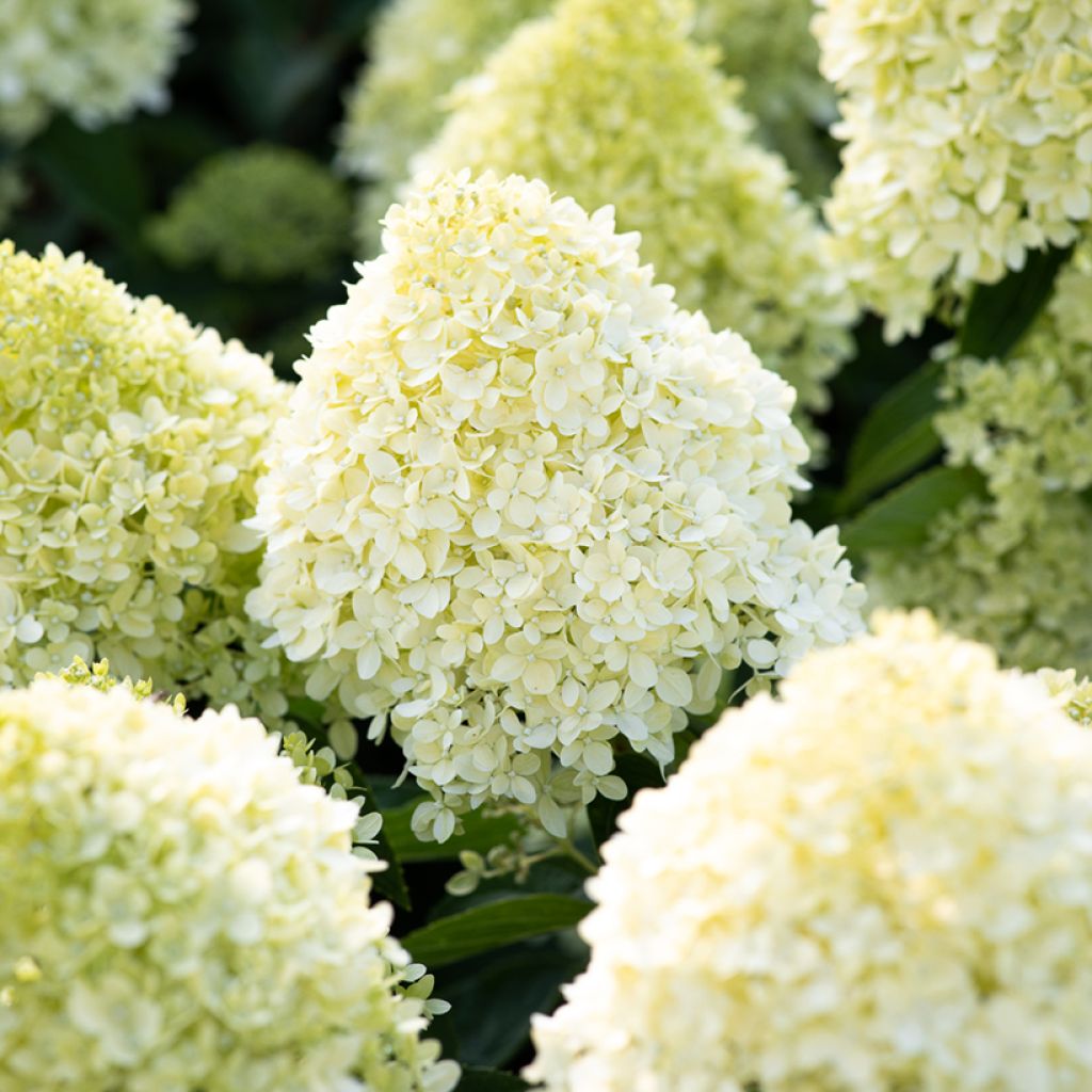 Hydrangea paniculata Living Cotton Cream - Pluimhortensia