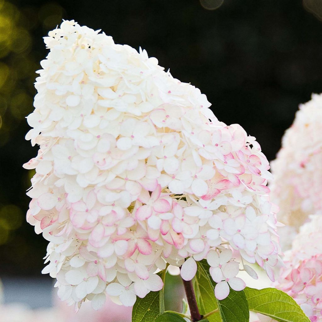 Hydrangea paniculata Living Pink & Rose - Pluimhortensia
