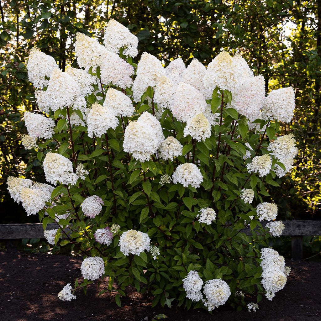 Hydrangea paniculata Living Pink & Rose - Pluimhortensia