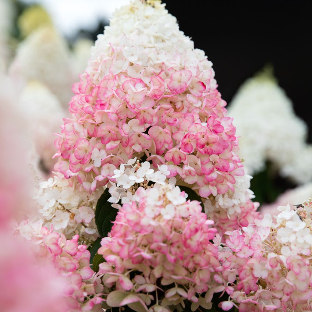 Hydrangea paniculata Living Strawberry Blossom - Pluimhortensia