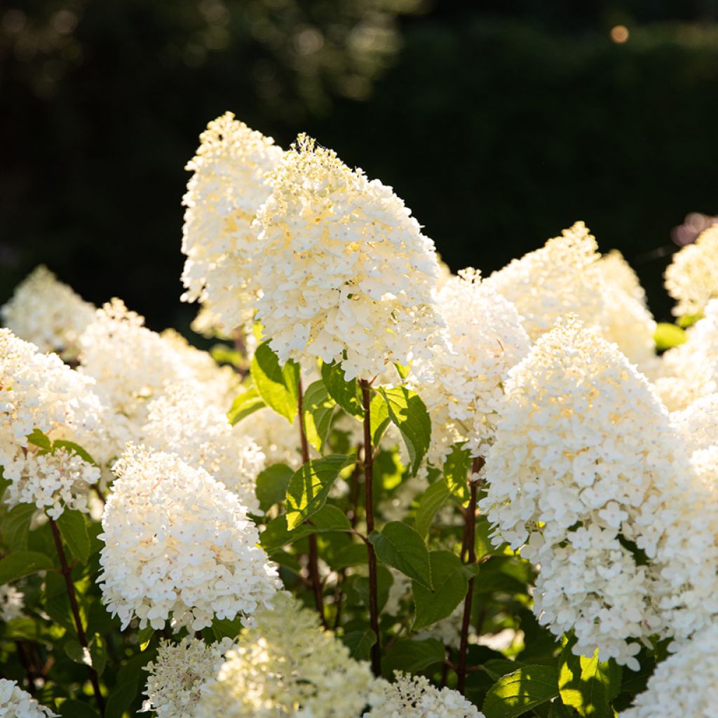 Hydrangea paniculata Living Sugar Rush - Pluimhortensia