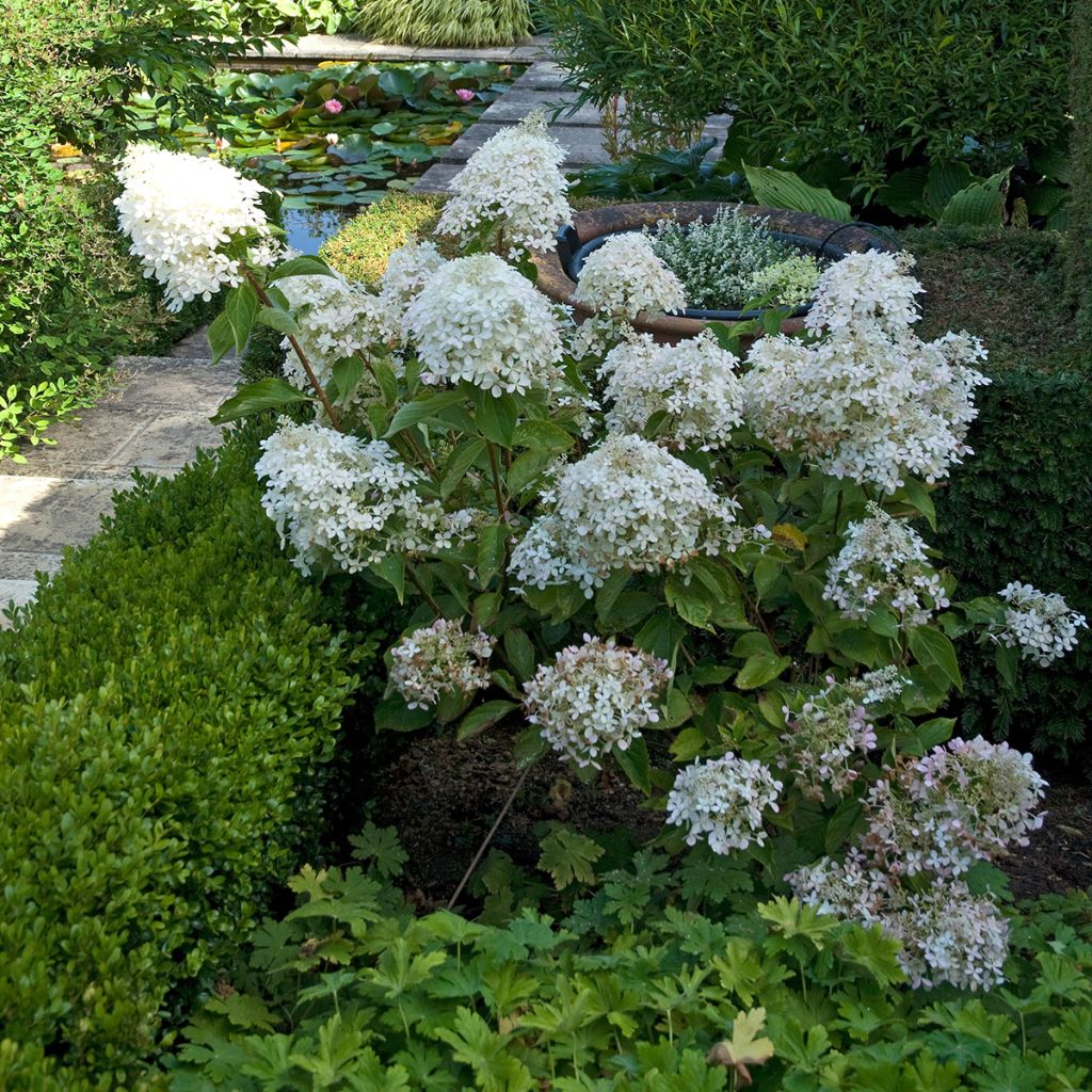 Hydrangea paniculata Phantom - Pluimhortensia