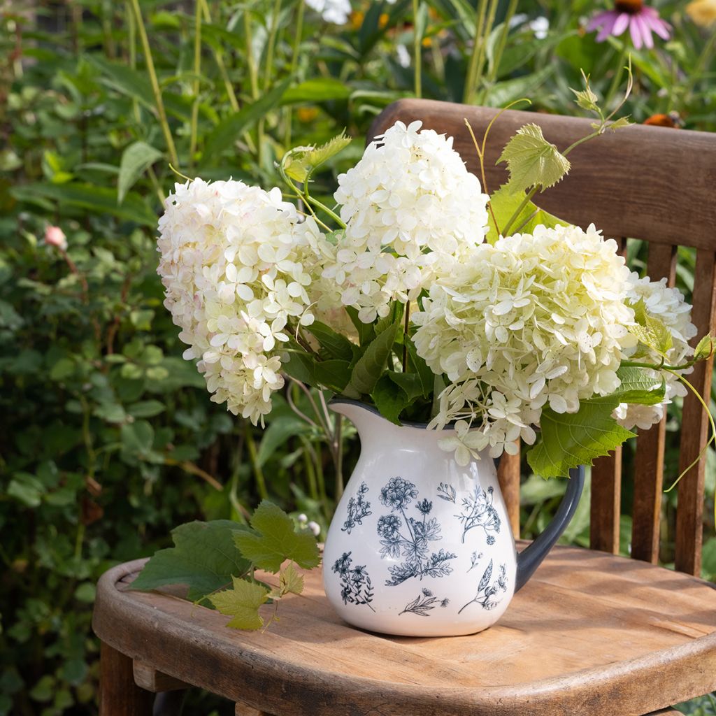 Hydrangea paniculata Phantom - Pluimhortensia