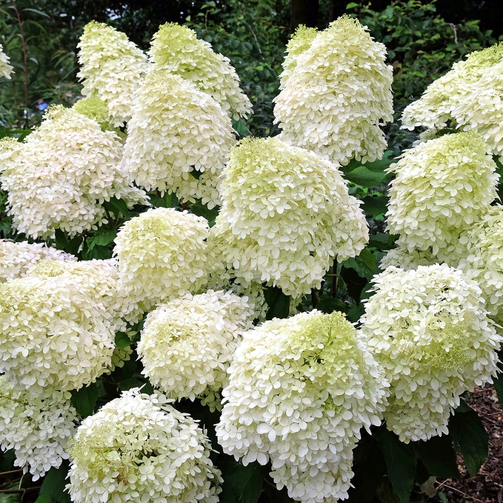 Hydrangea paniculata Phantom - Pluimhortensia