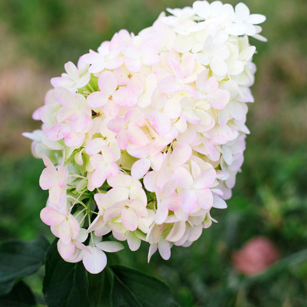 Hydrangea paniculata Pinkachu - Pluimhortensia