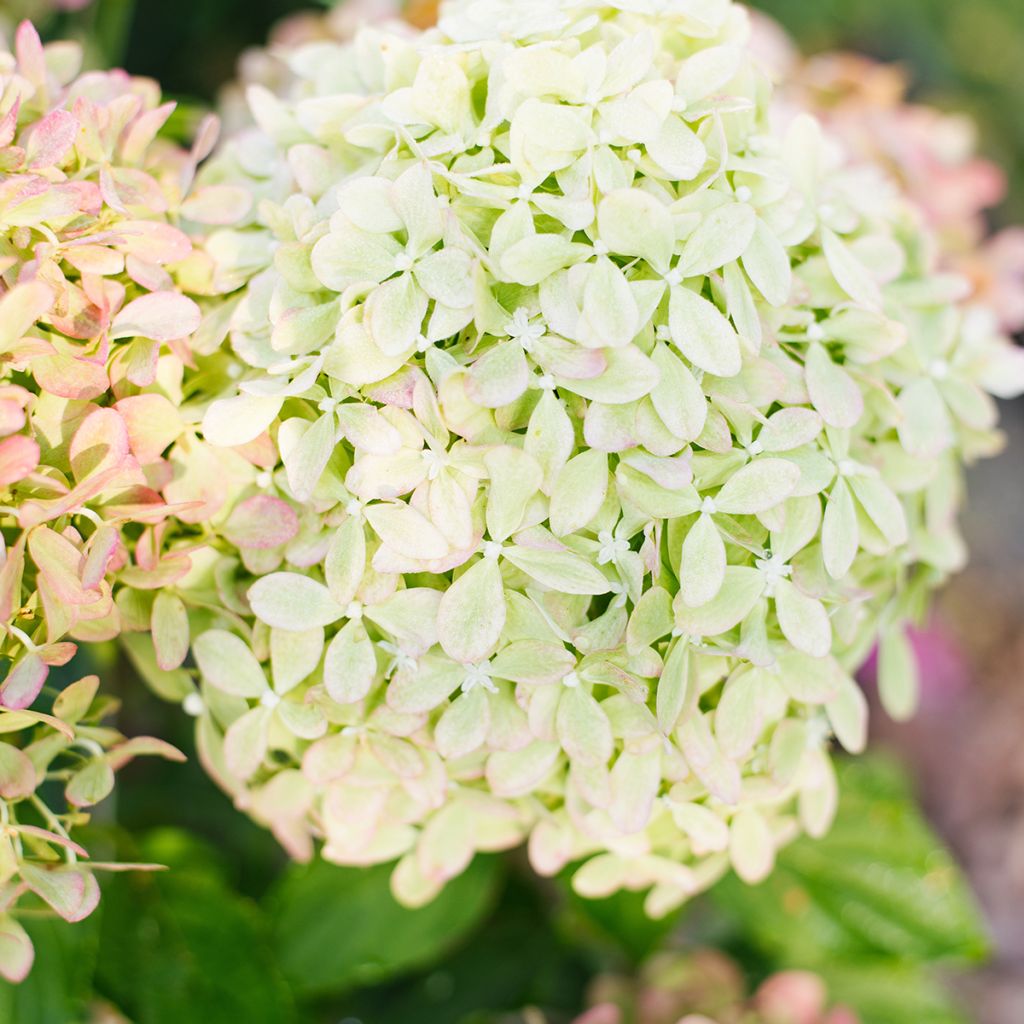 Hydrangea paniculata Pixio - dwergpluimhortensia