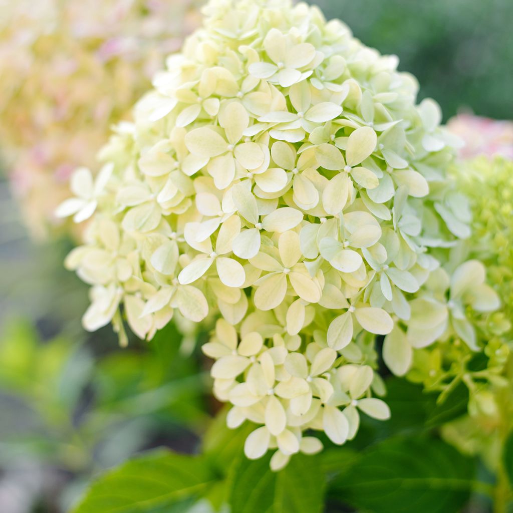 Hydrangea paniculata Pixio - dwergpluimhortensia