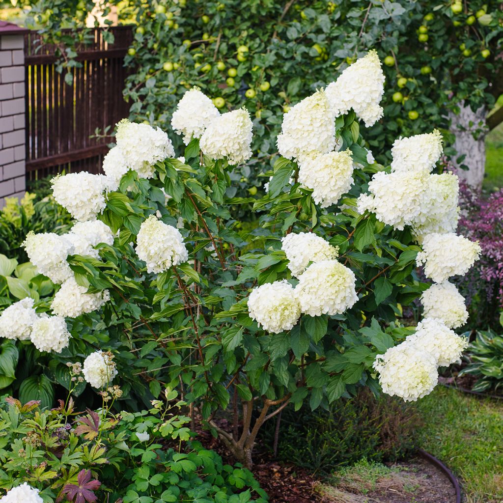 Hydrangea paniculata Polar Bear - Pluimhortensia