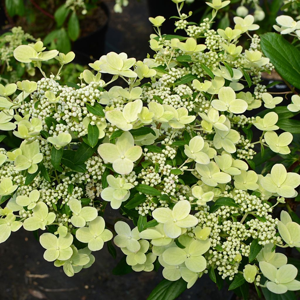 Hydrangea paniculata Prim’Red - Pluimhortensia
