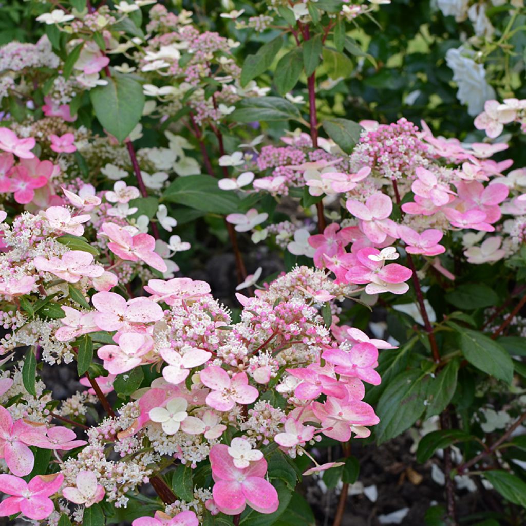 Hydrangea paniculata Prim’Red - Pluimhortensia