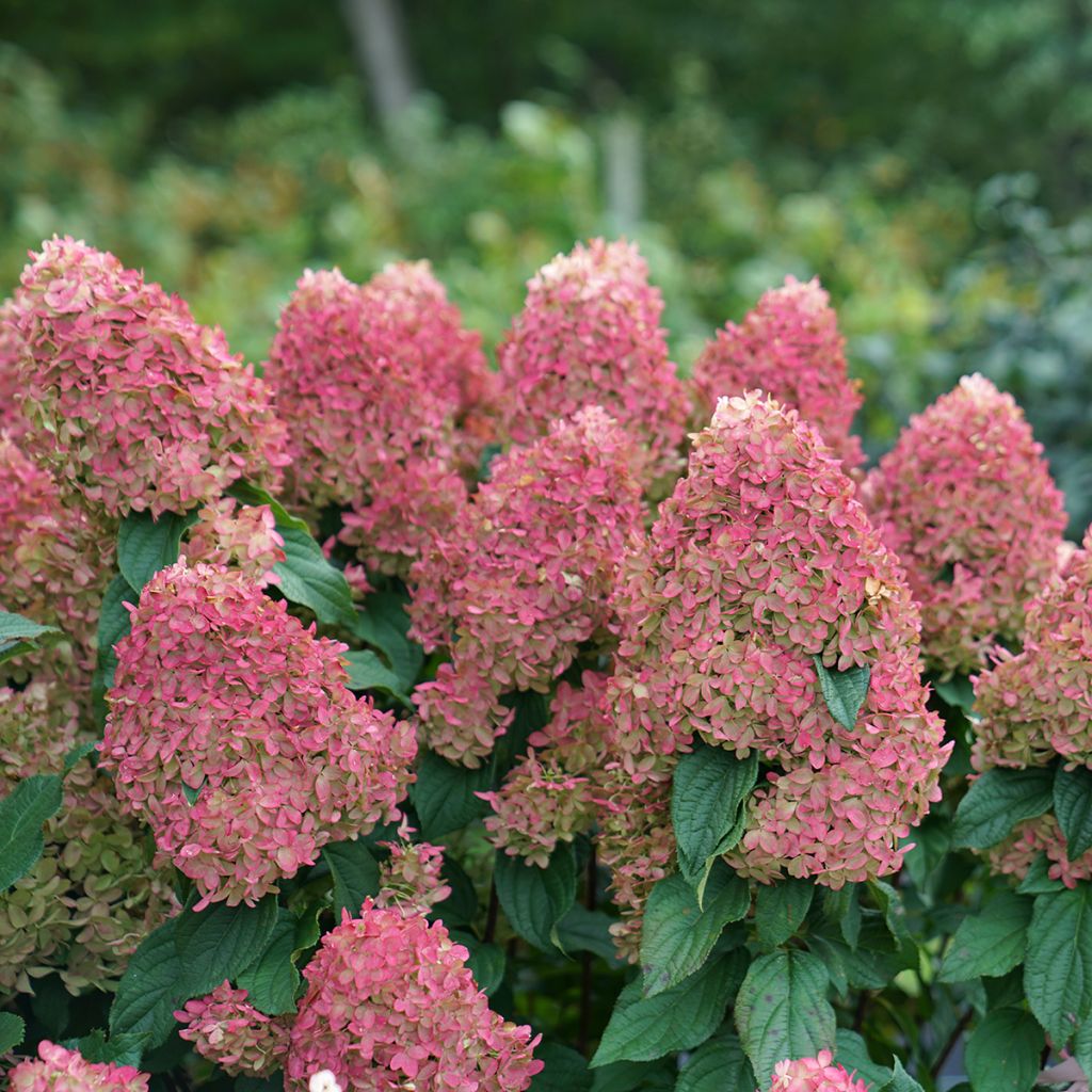 Hydrangea paniculata Quick Fire Fab - Pluimhortensia