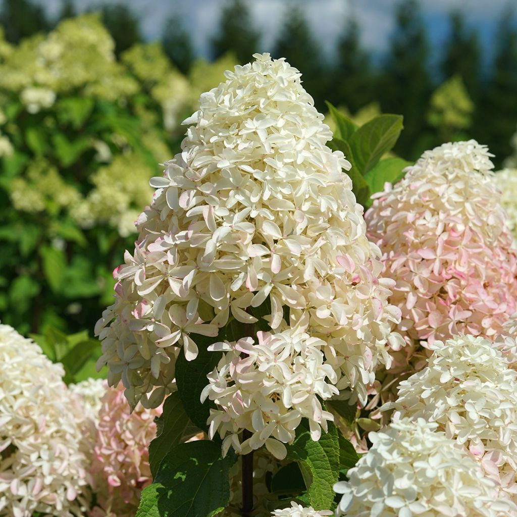 Hydrangea paniculata Quick Fire Fab - Pluimhortensia