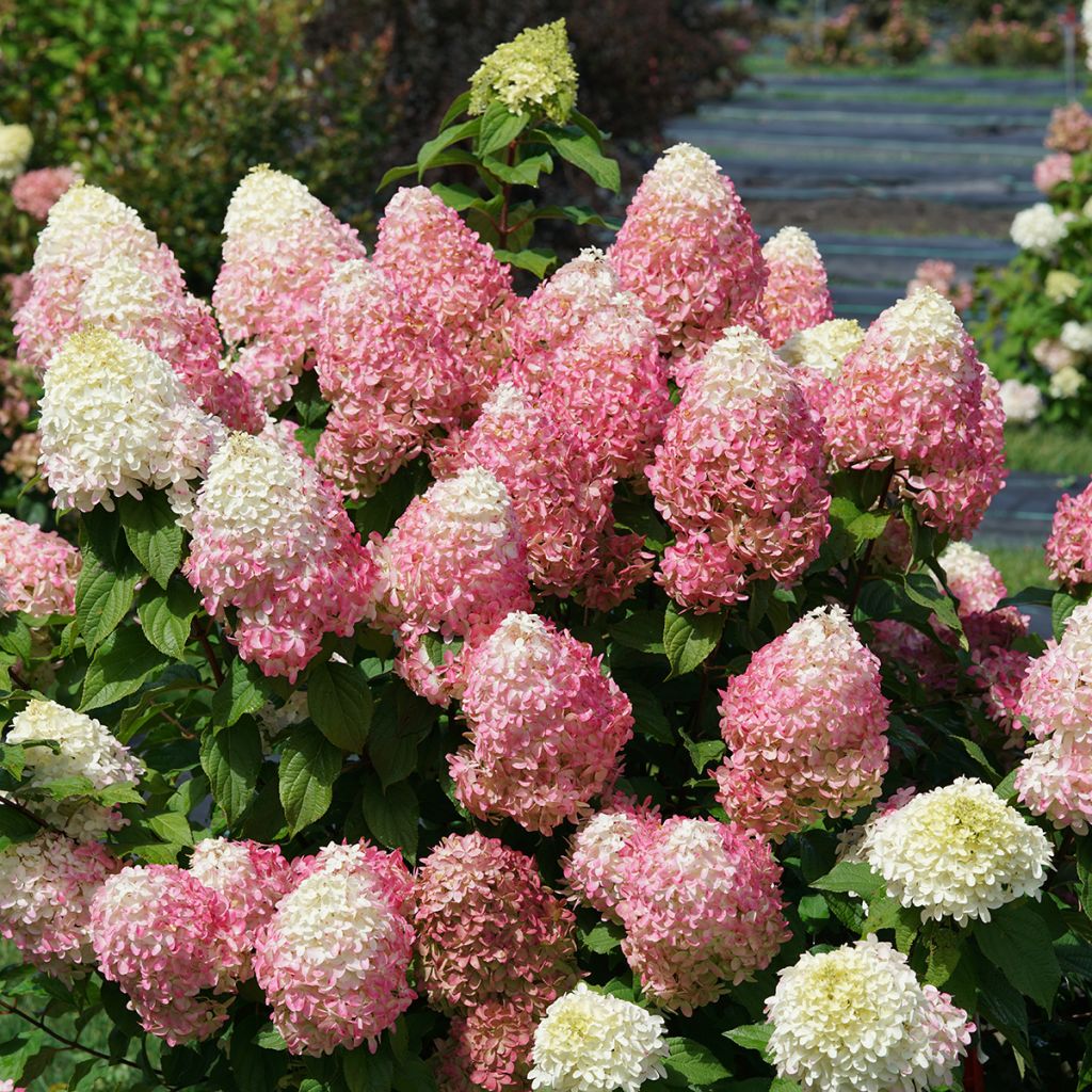 Hydrangea paniculata Quick Fire Fab - Pluimhortensia