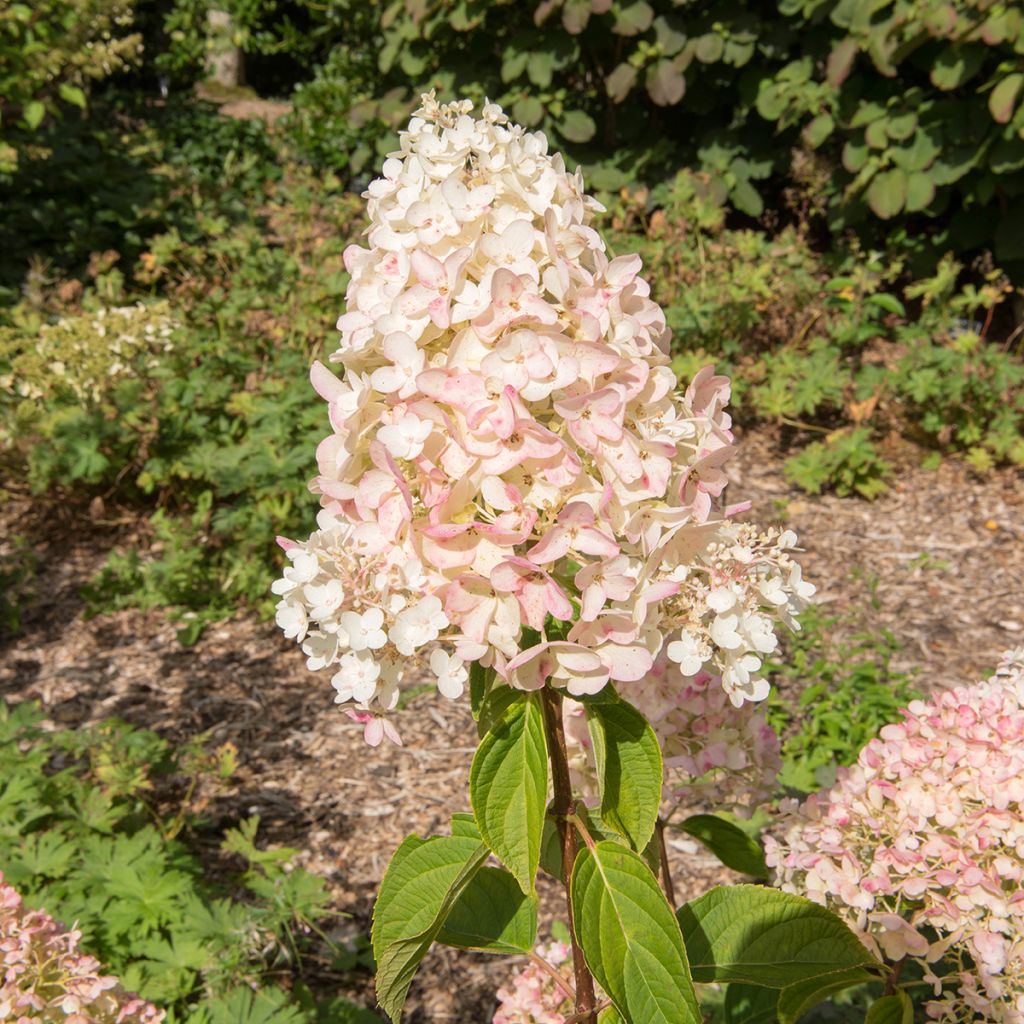 Hydrangea paniculata Silver Dollar - Pluimhortensia