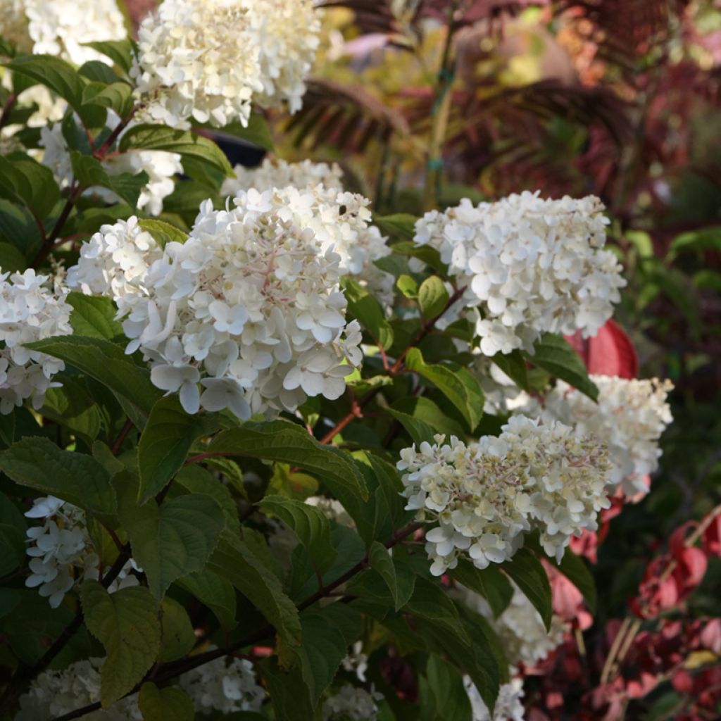 Hydrangea paniculata Silver Dollar - Pluimhortensia