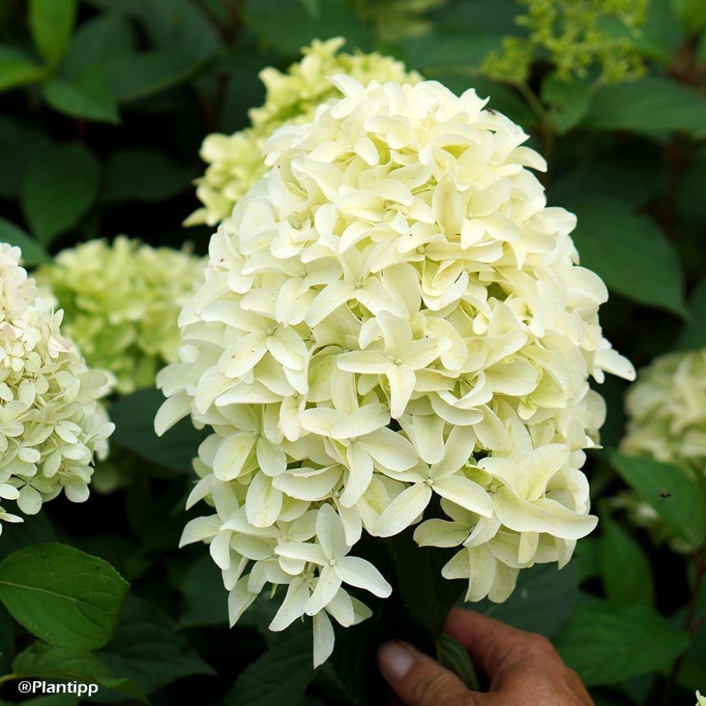 Hydrangea paniculata Skyfall - Pluimhortensia