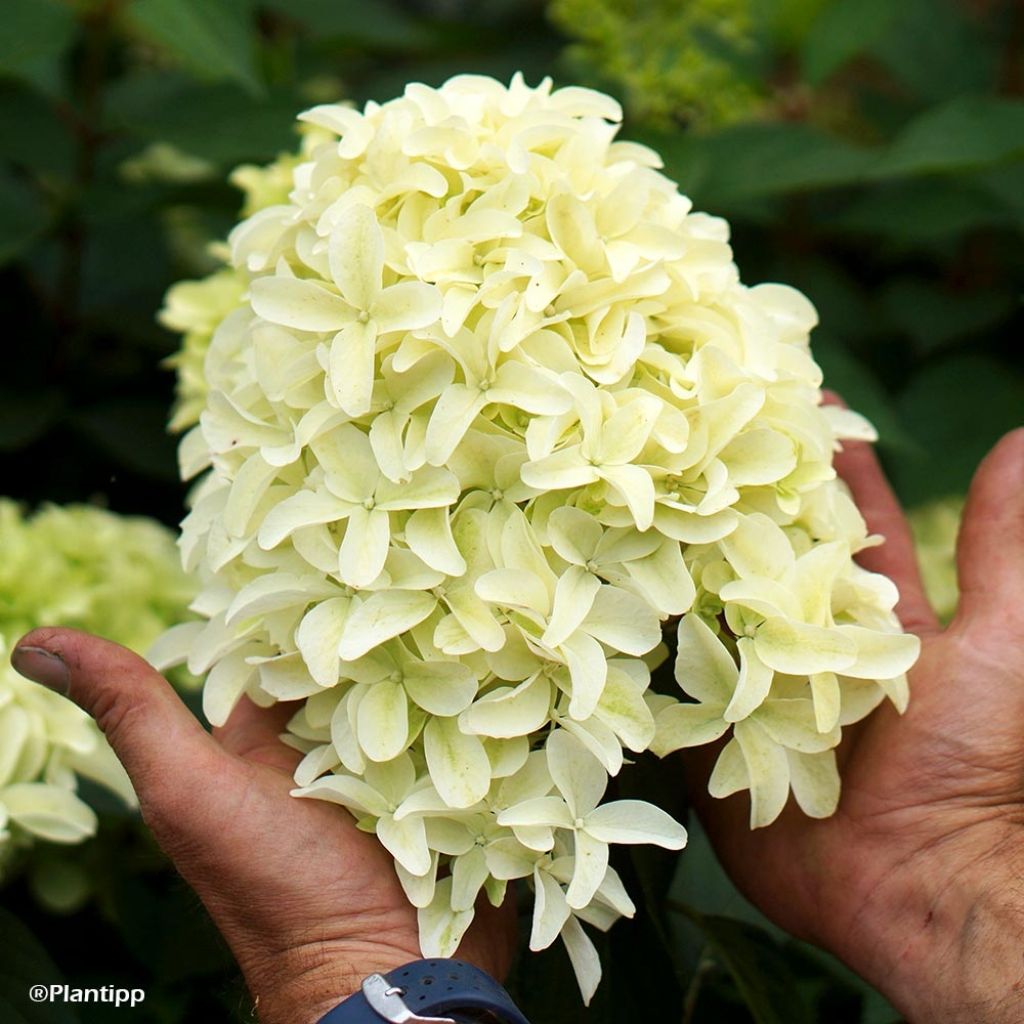 Hydrangea paniculata Skyfall - Pluimhortensia