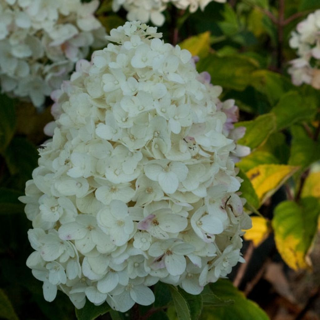 Hydrangea paniculata Silver Dollar - Pluimhortensia