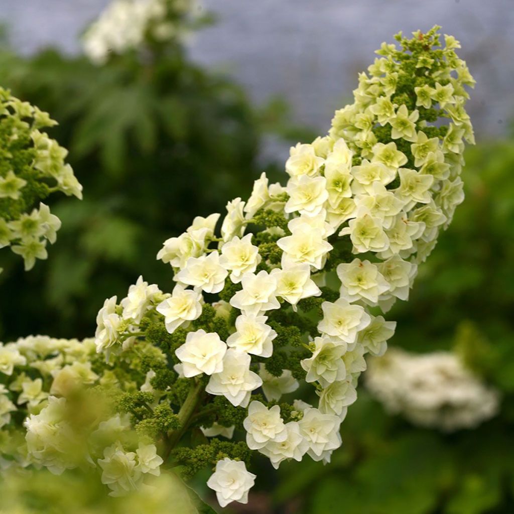Hydrangea quercifolia Doughill Gatsby Star - Eikenbladhortensia