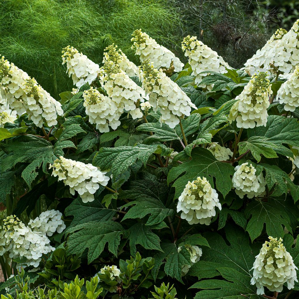 Hydrangea quercifolia Jetstream - Eikenbladhortensia
