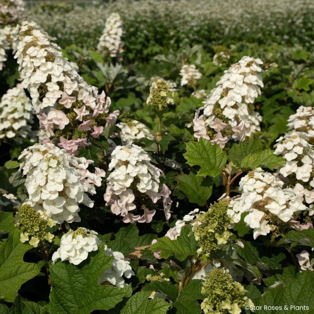 Hydrangea quercifolia Little Yeti - Eikenbladhortensia