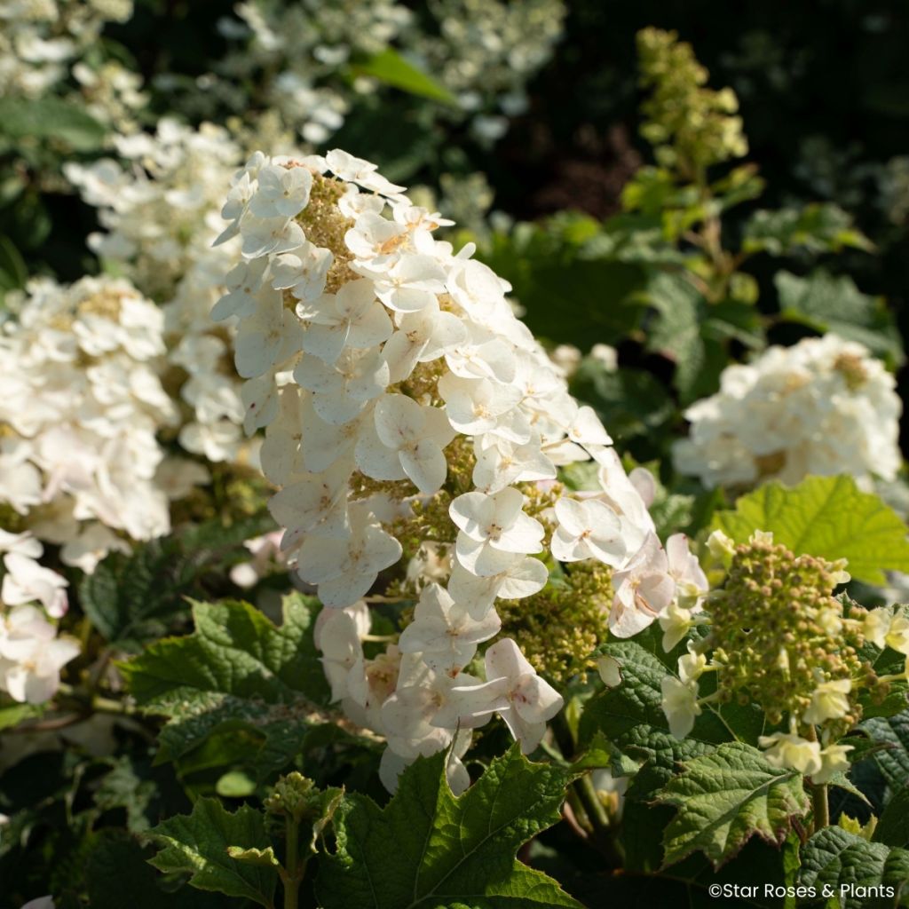 Hydrangea quercifolia Little Yeti - Eikenbladhortensia